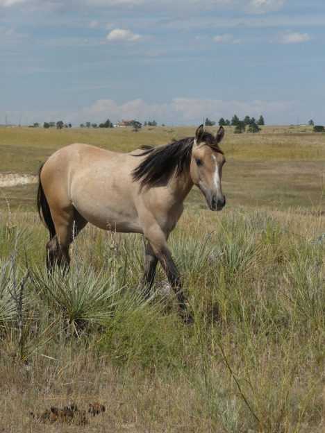 DVD: Wild Horses in Winds of Change