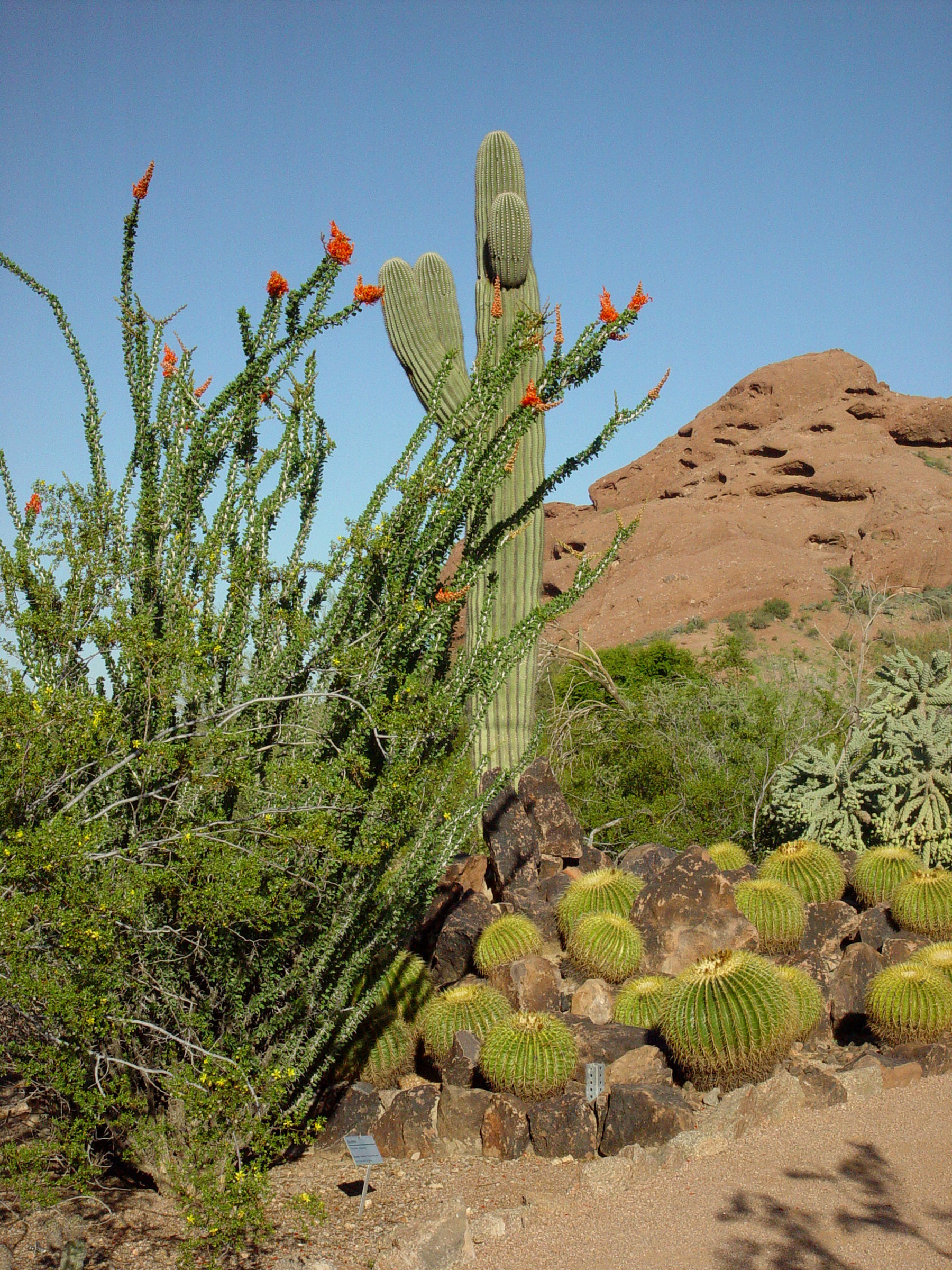 Desert Botanical Garden Phoenix Spirit Of The West Magazine