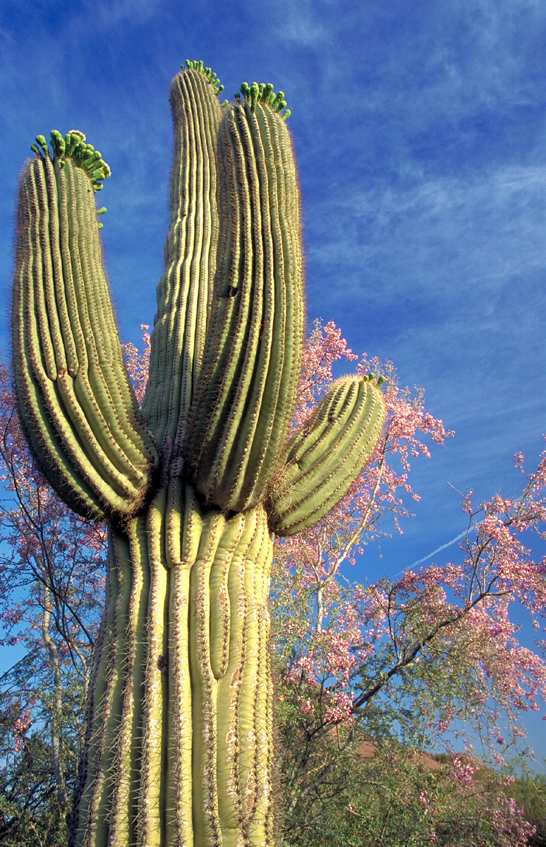 Desert Botanical Garden Phoenix Spirit Of The West Magazine