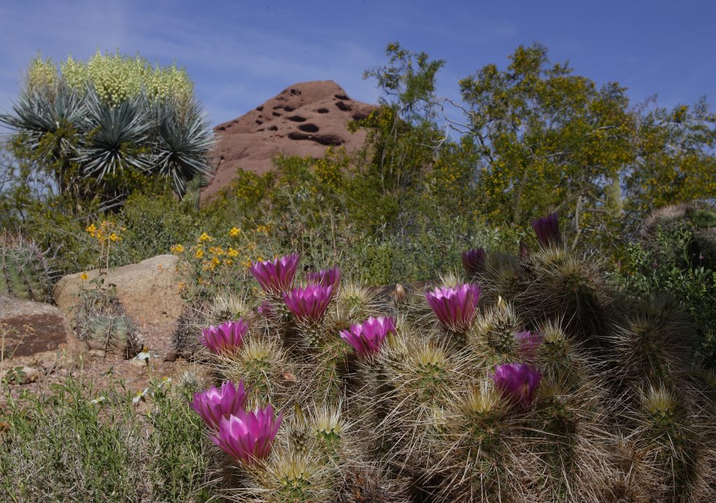 Desert Botanical Garden Phoenix