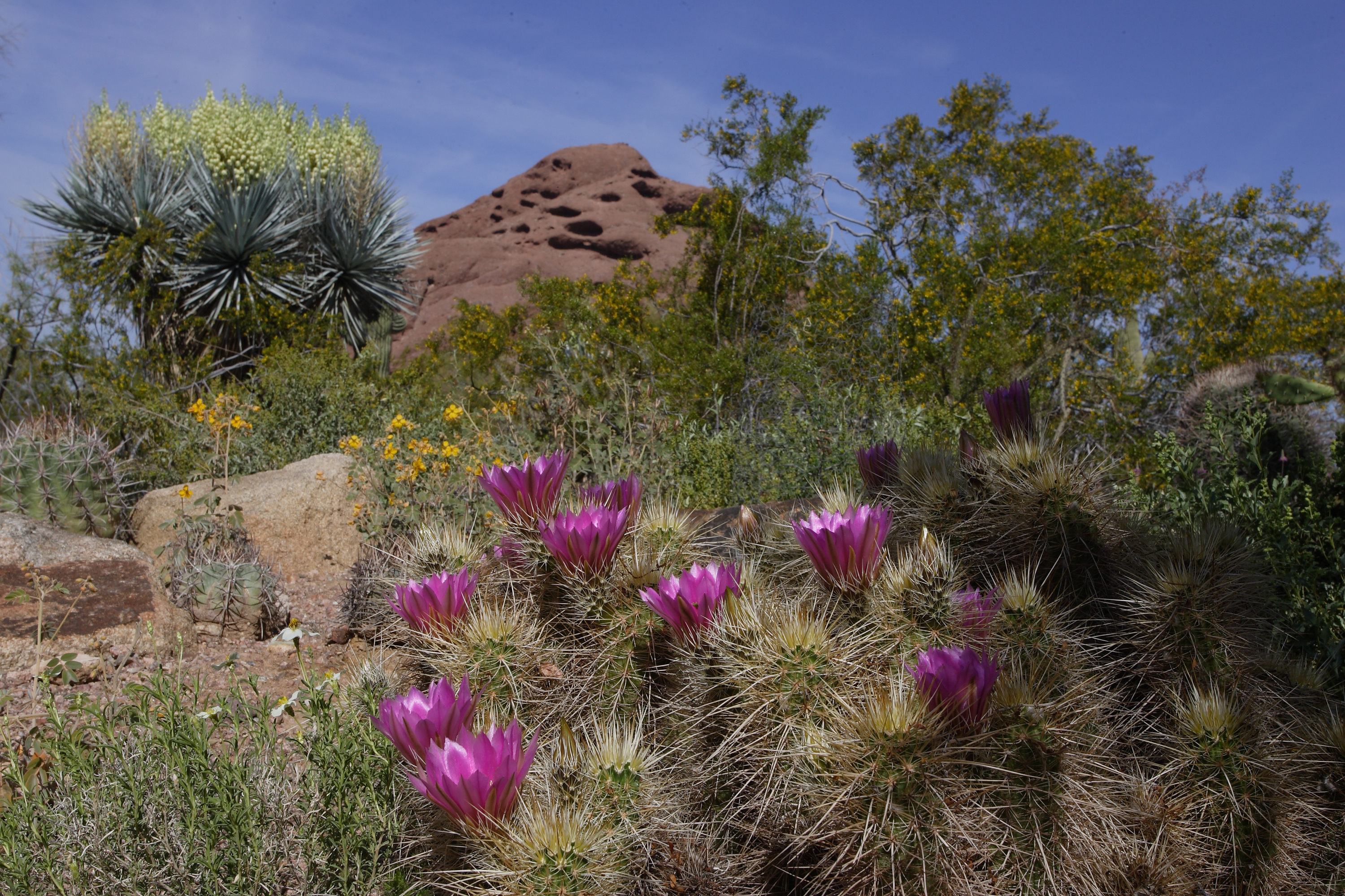 Desert Botanical Garden Phoenix Spirit Of The West Magazine