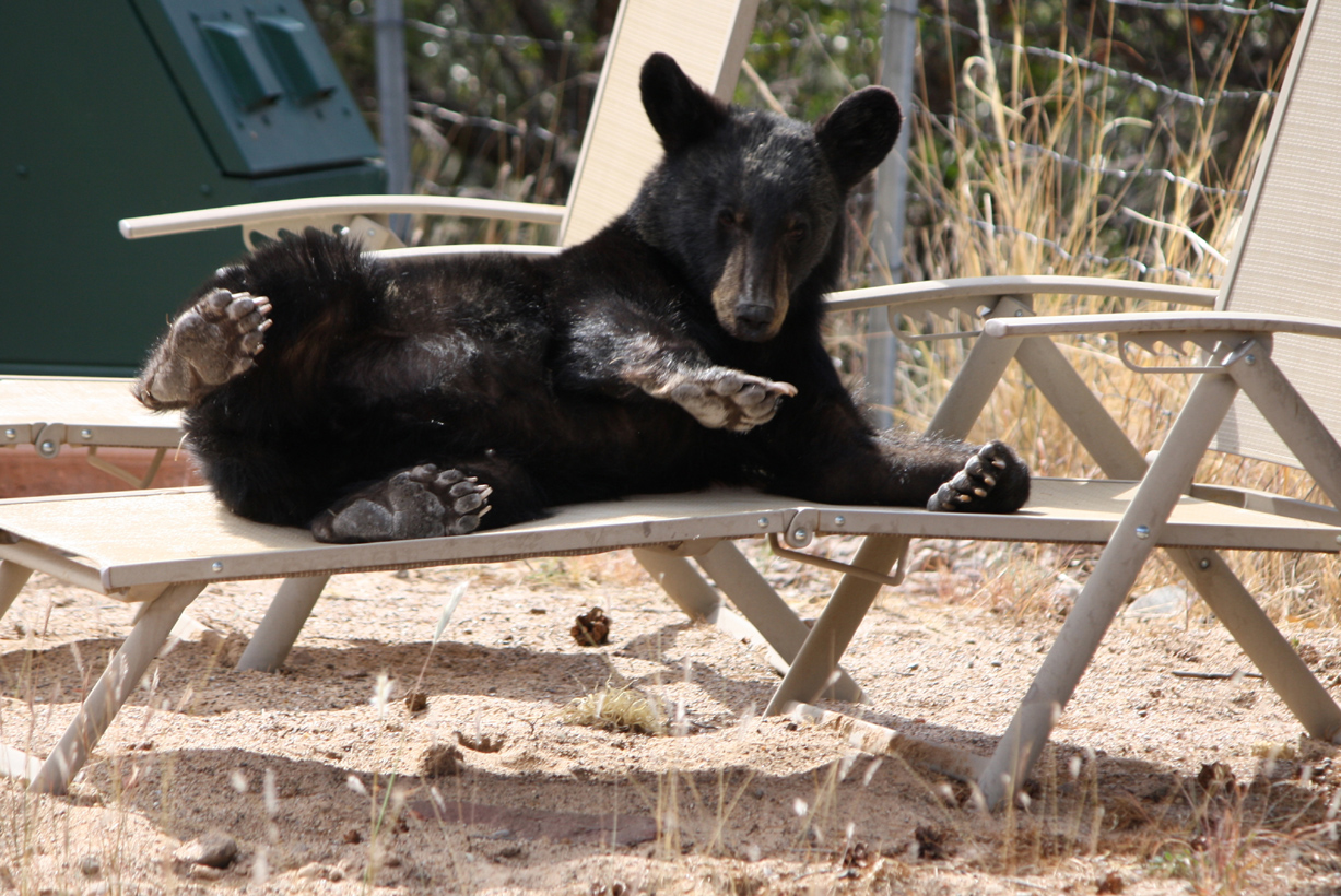 Schwarzbär