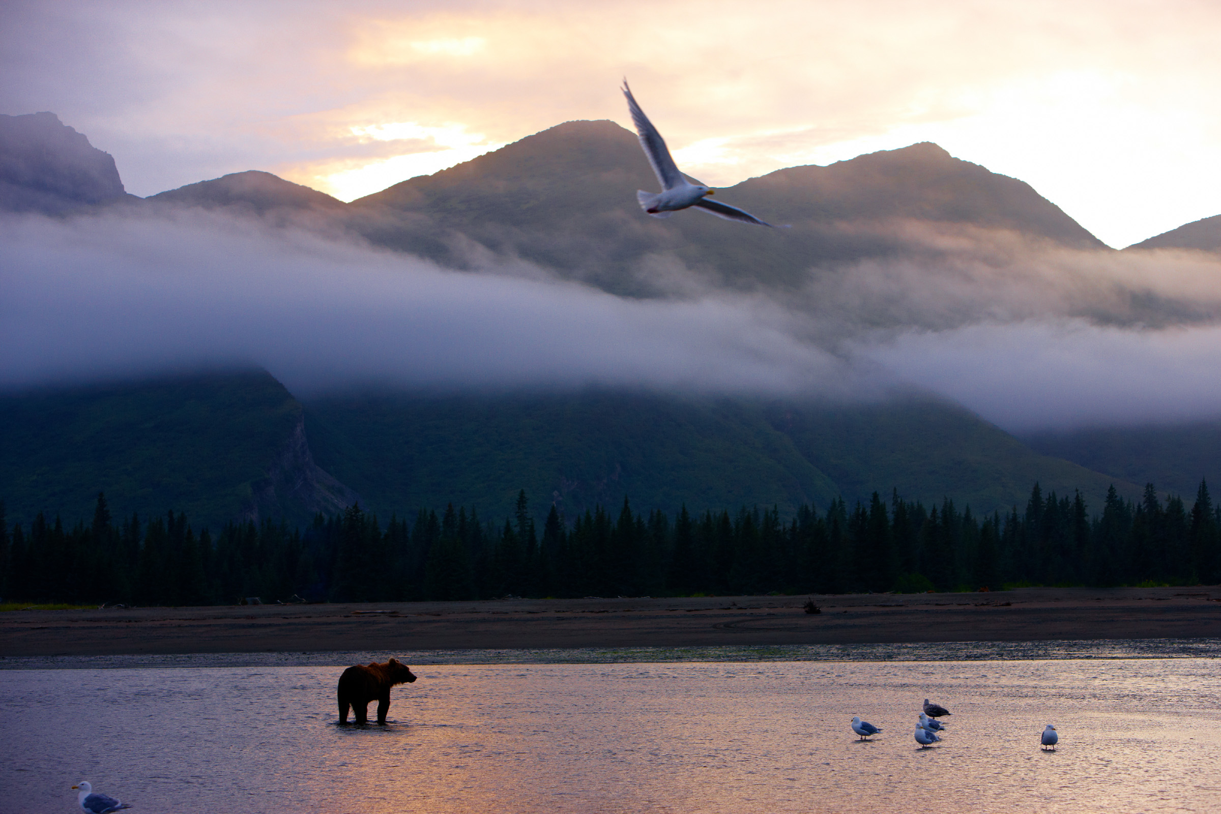 Brown bears (grizzlies) at Silver Salmon Creek, Alaska.