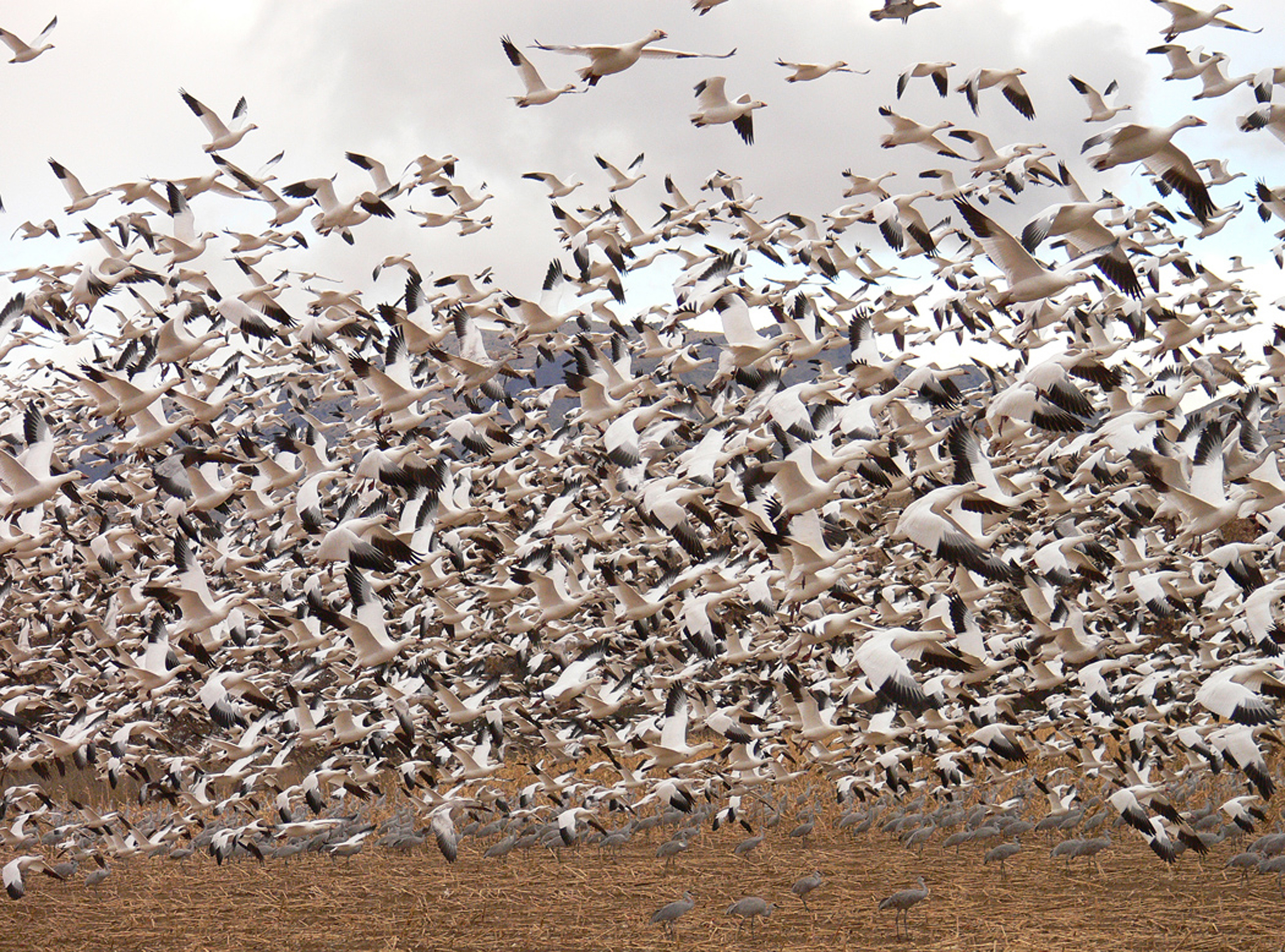 Schneegänse Im Bosque del Apache