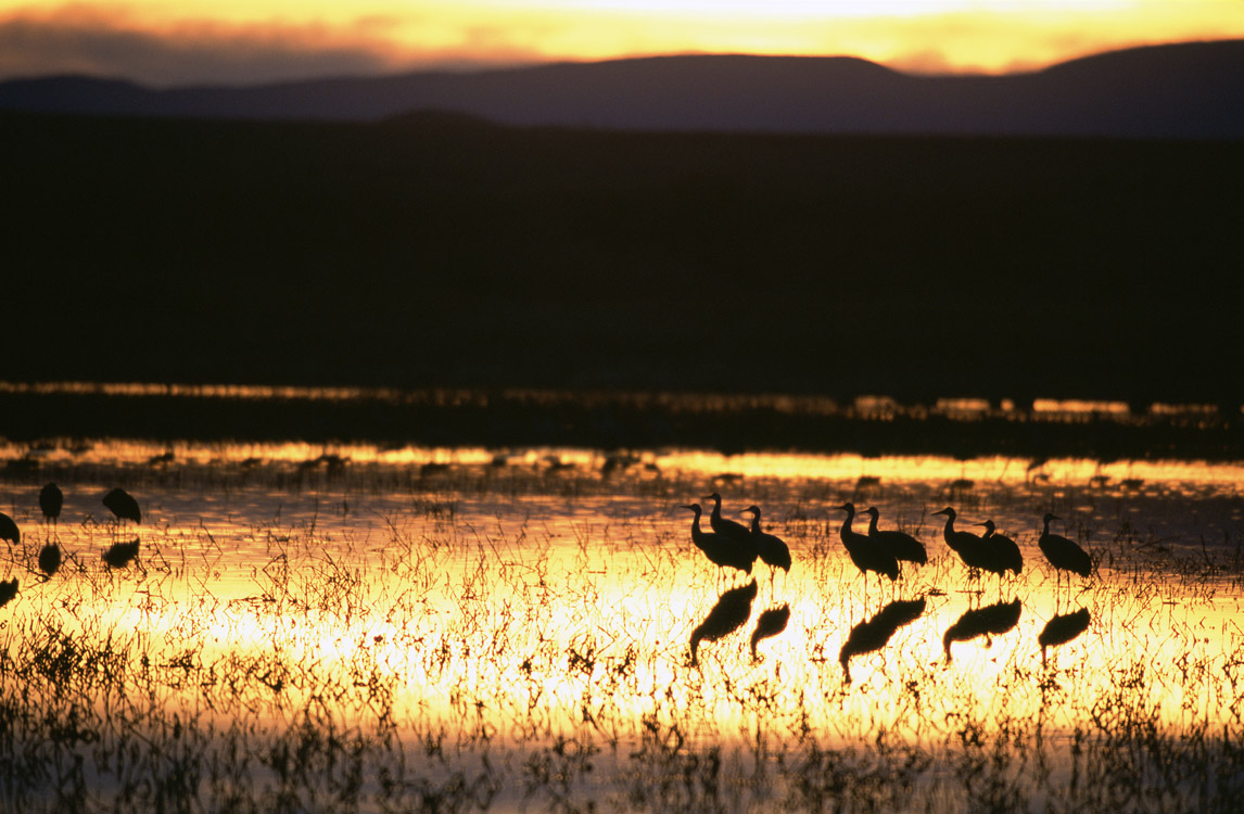 Sunset at Bosque del Apache