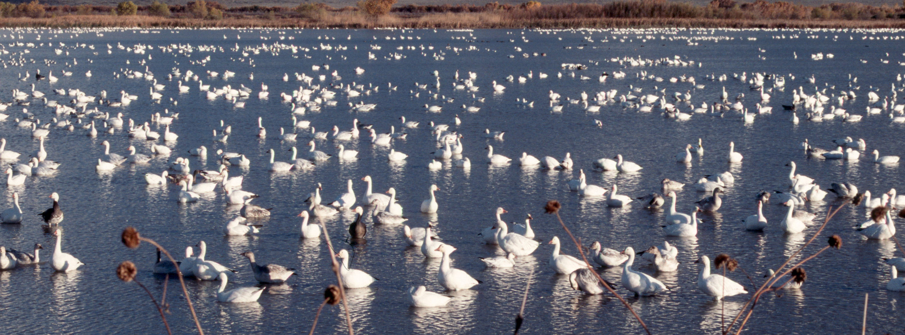 Geese panorama Bosque del Apache