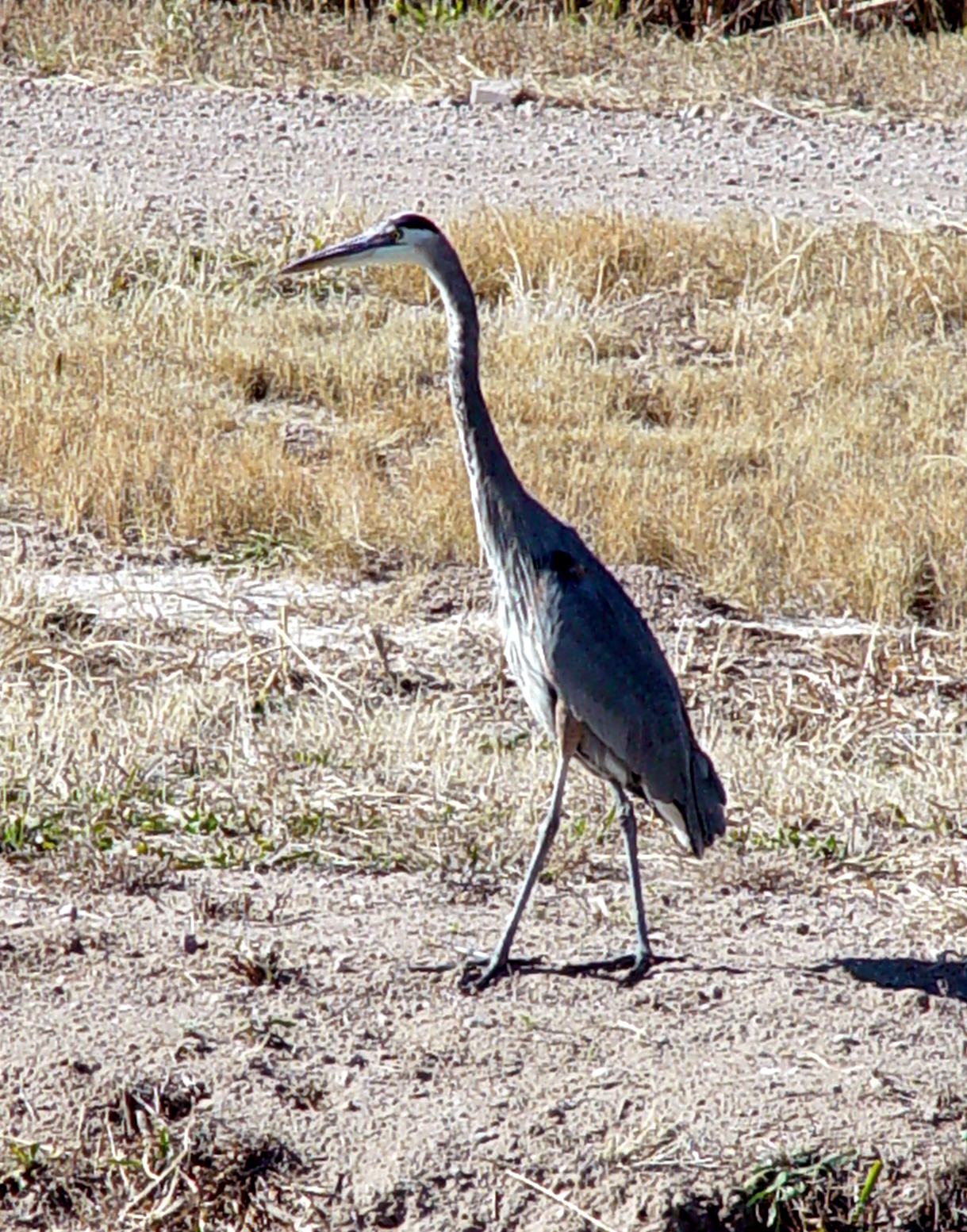 Crane at Bosque del Apache