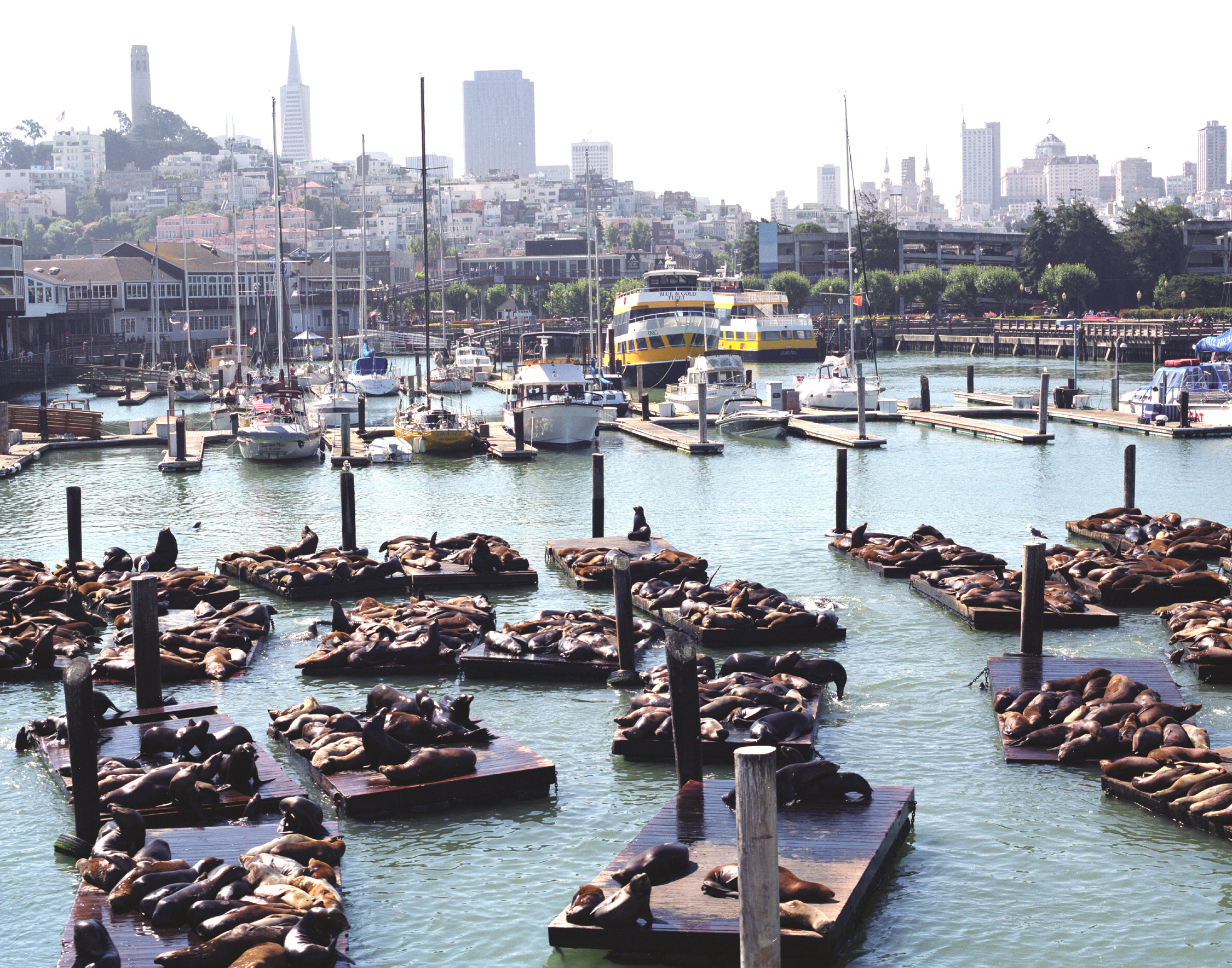 San Francisco Fisherman's Wharf
