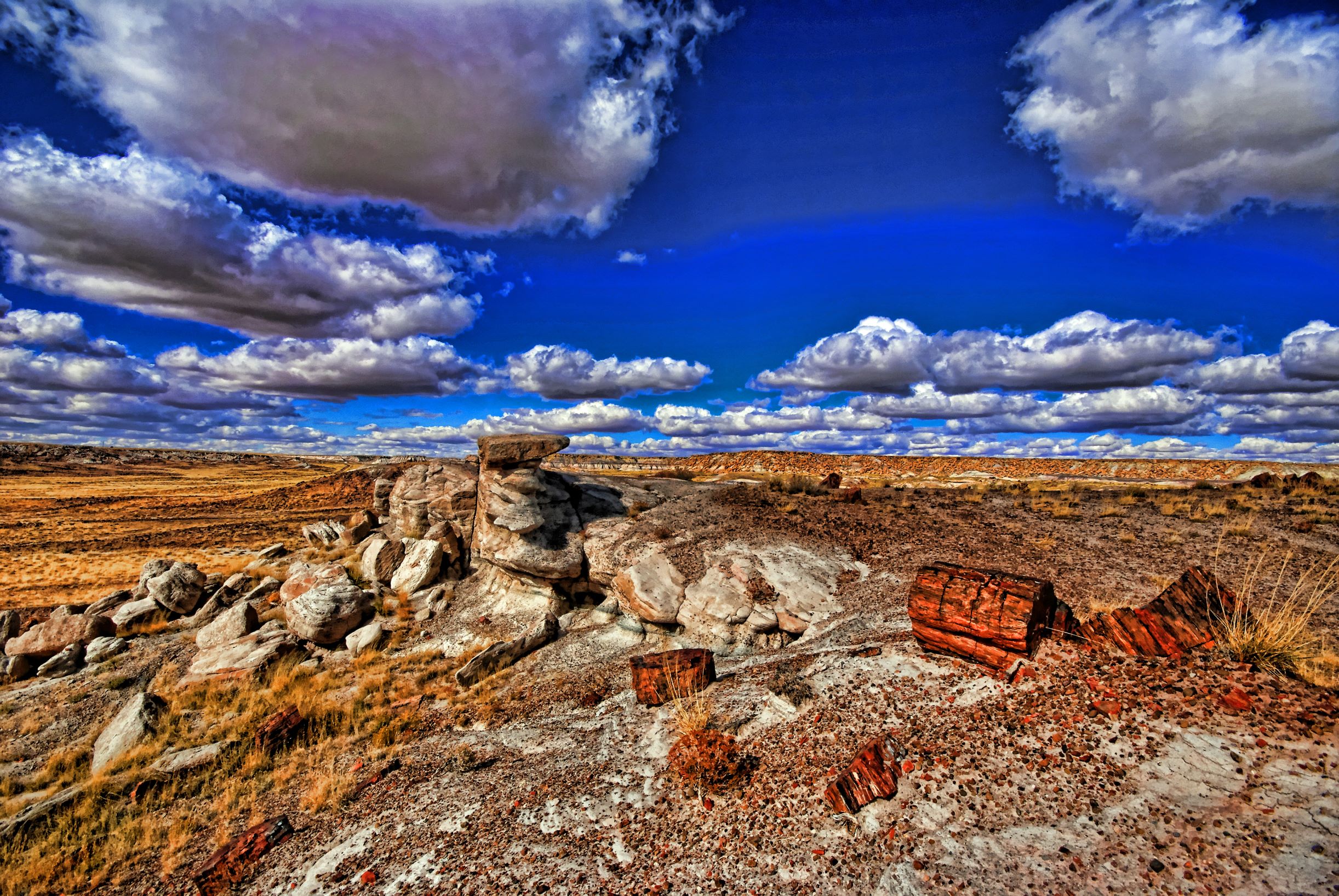 Petrified Rainbow Forest