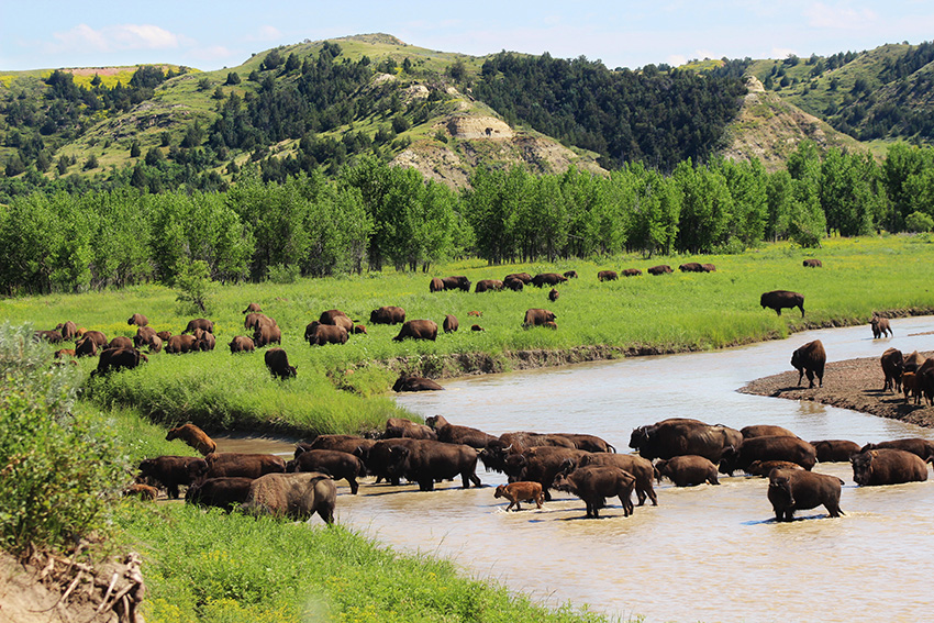 Theodore Roosevelt NP