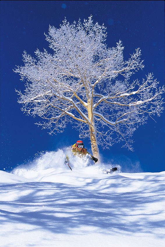 Tree Skiing