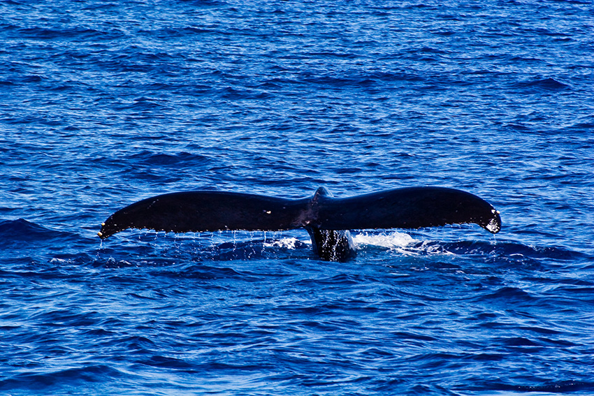 Whale Molokai