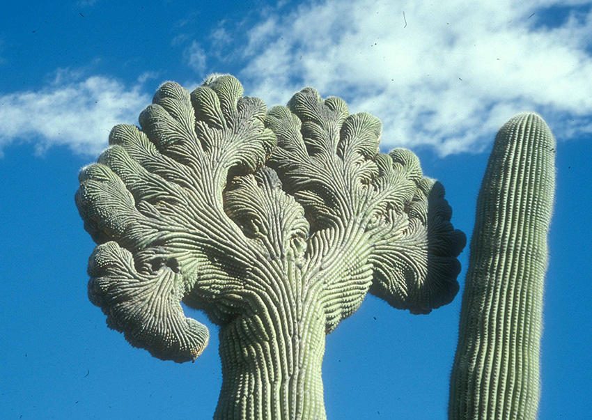 Cristate Saguaro, Saguaro Nationalpark