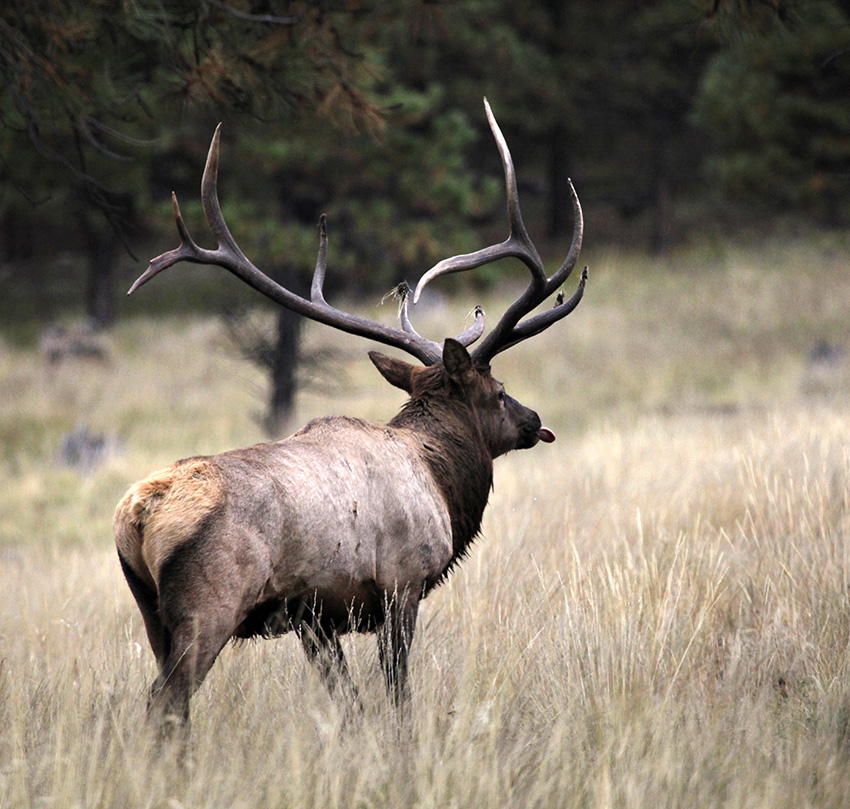 Valles Caldera Elk Festival