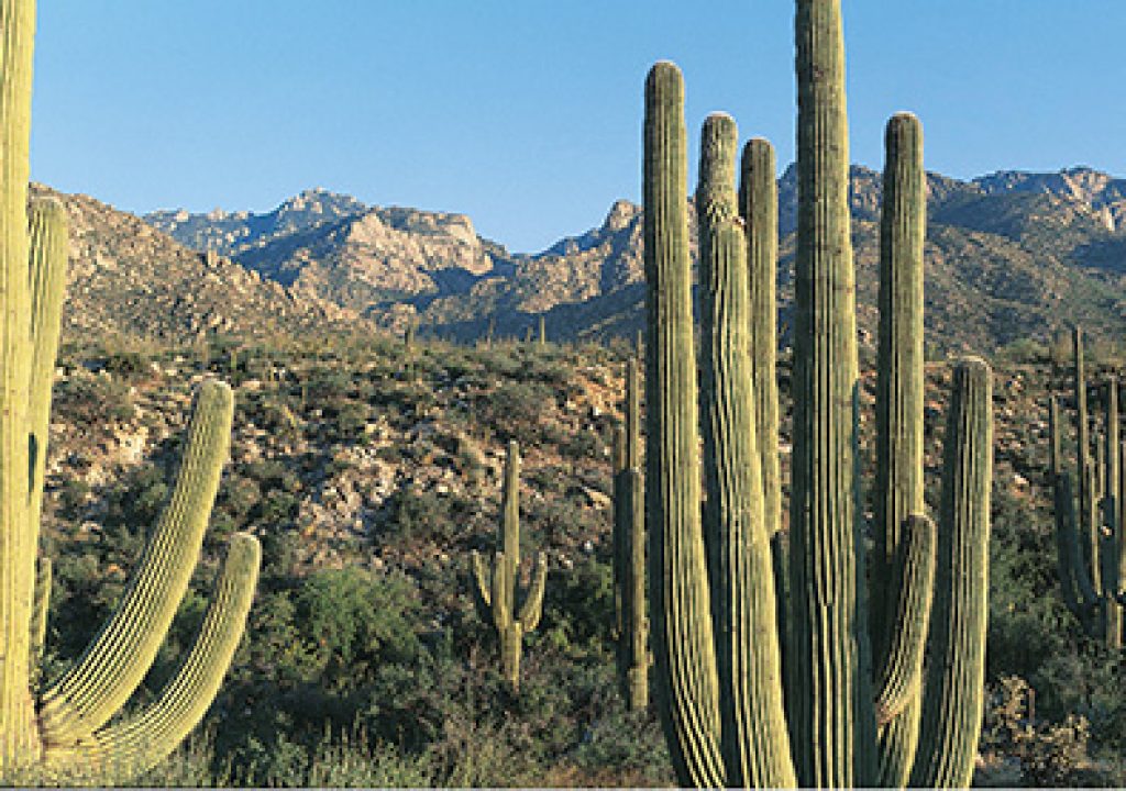 Saguaro Nationalpark