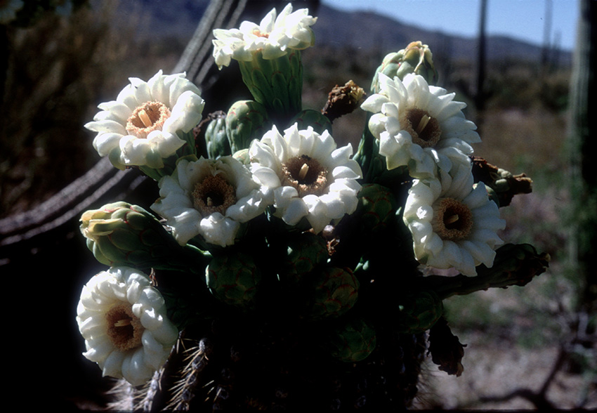 Saguaro Cactus Flowers_web