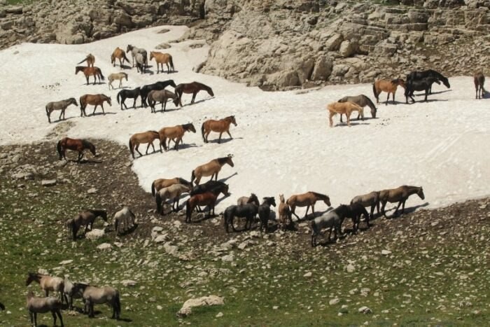 Mustangs Pryor Mountain