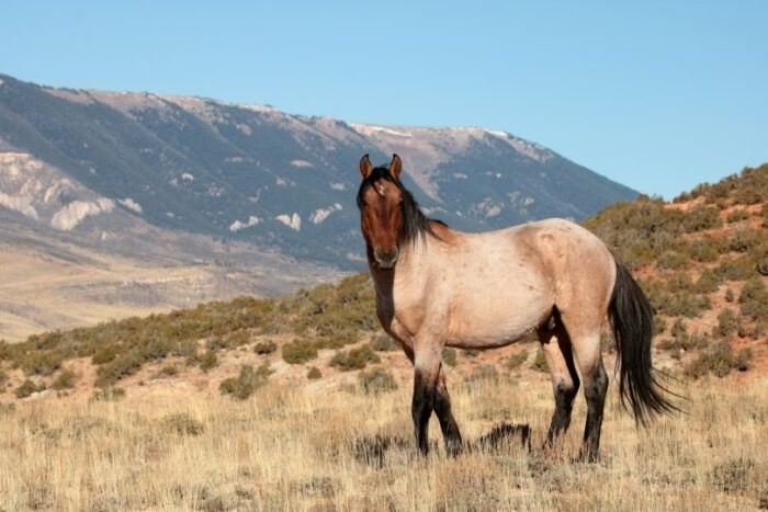 Wild Horse Pryor Mountain
