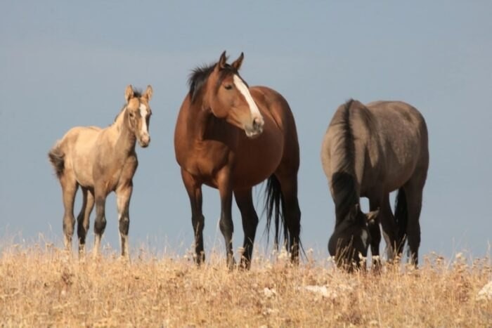 Wild Horse Family Pryor Mountain