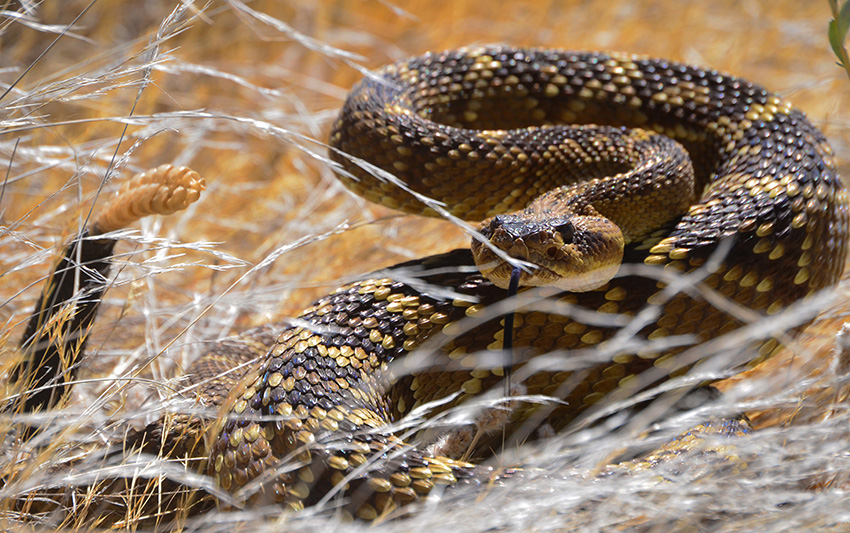 Blacktail, Saguaro Nationalpark