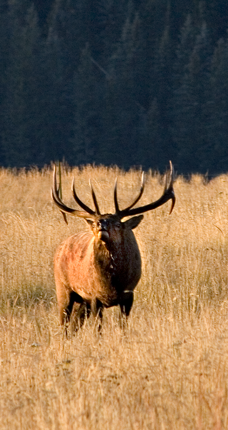 Elk Festival Valles Caldera