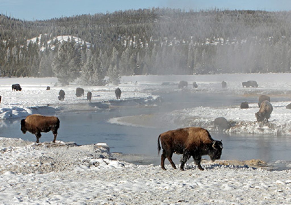 Happy Birthday Yellowstone Nationalpark