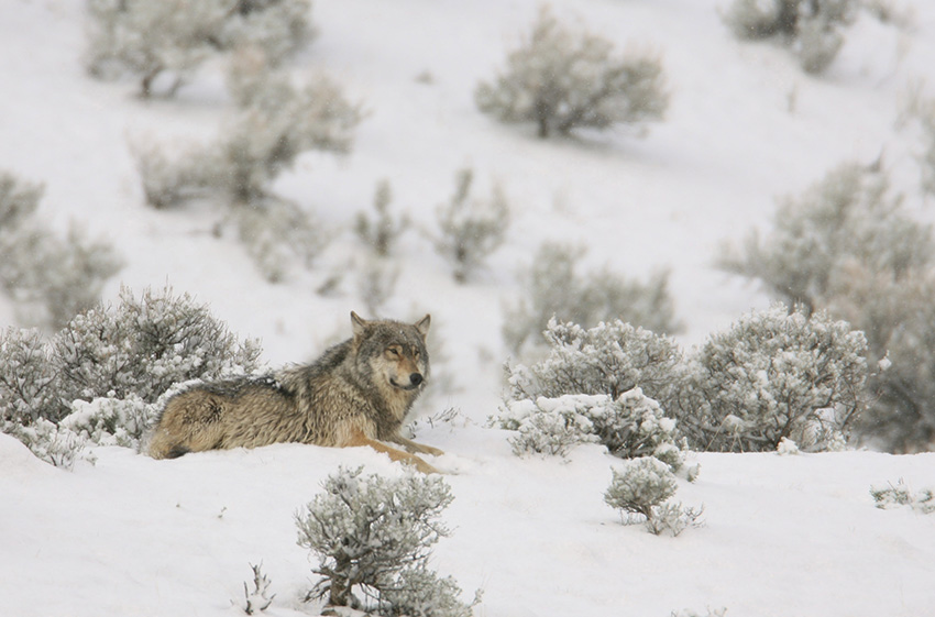 Canyon wolf near Mammoth Hot Springs