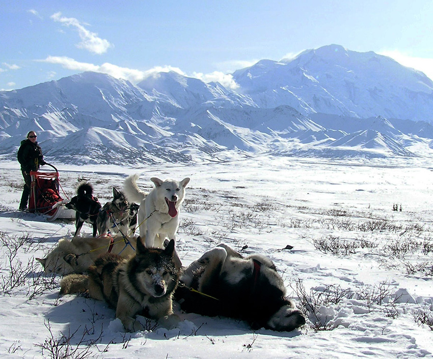 Hundeschlitten Denali NP