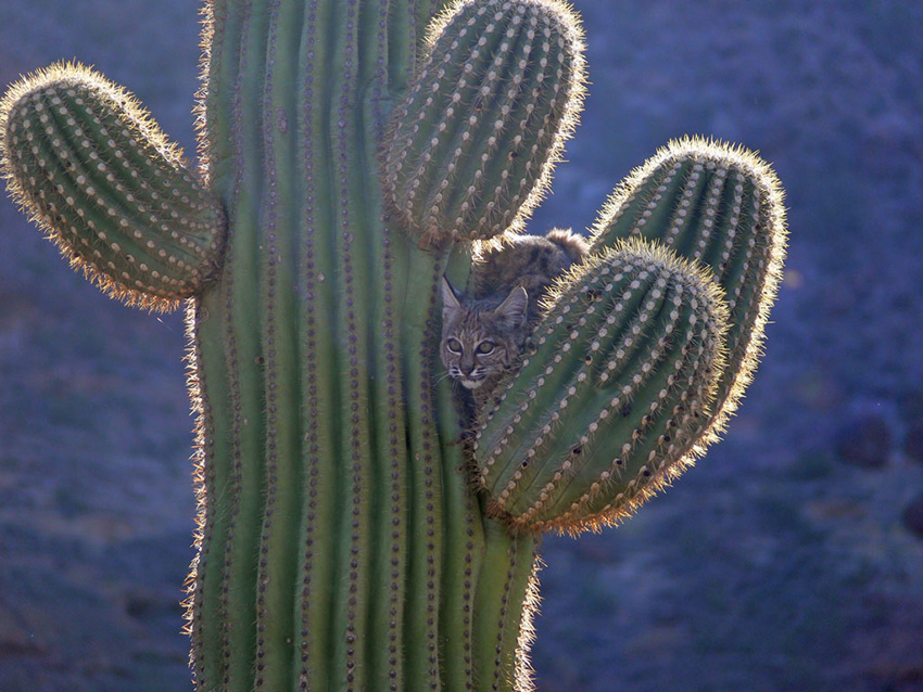 Bobcat in Saguaro