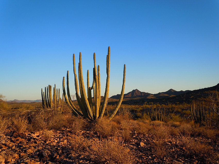 Organ Pipe NM