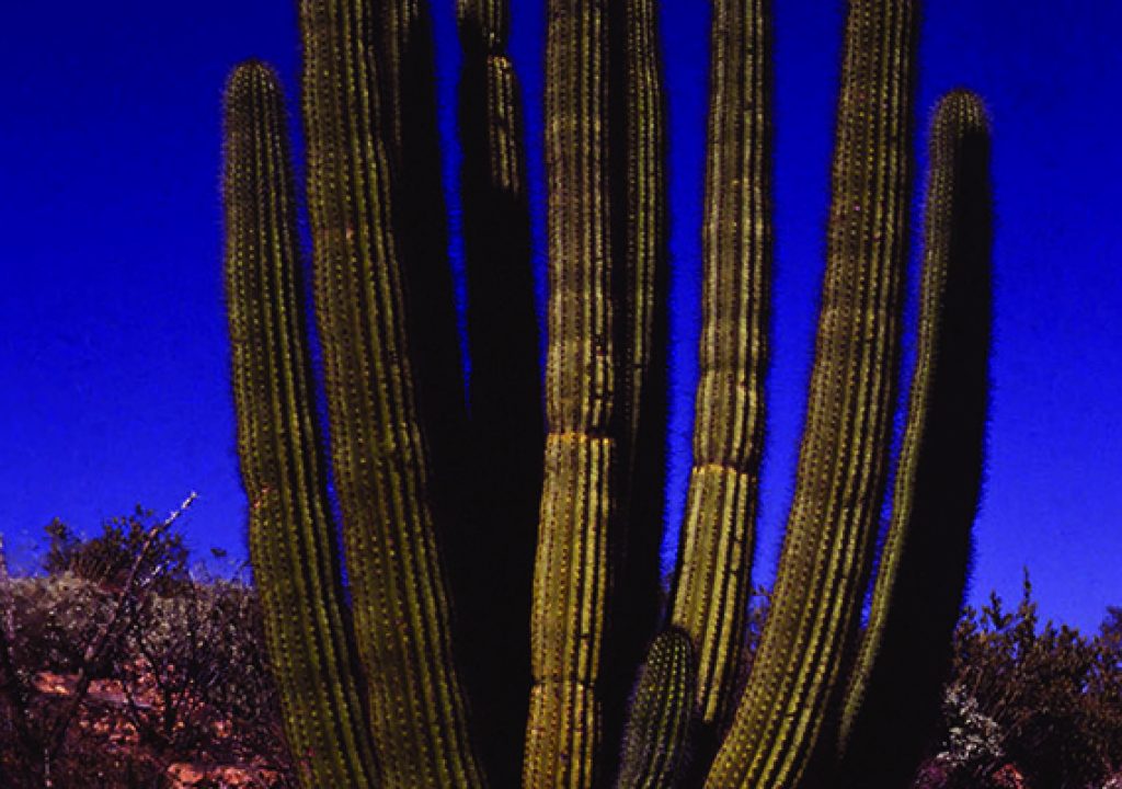 Organ Pipe Cactus National Monument