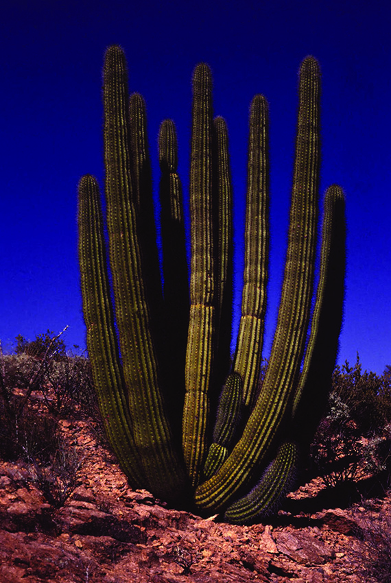 Organ Pipe Cactus Naitonal Monument