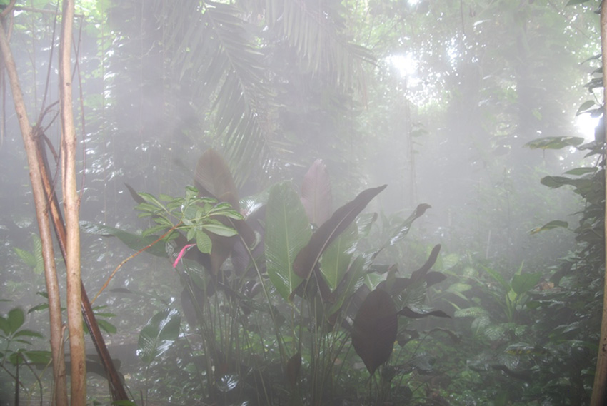 Biosphere 2 Rain Forest