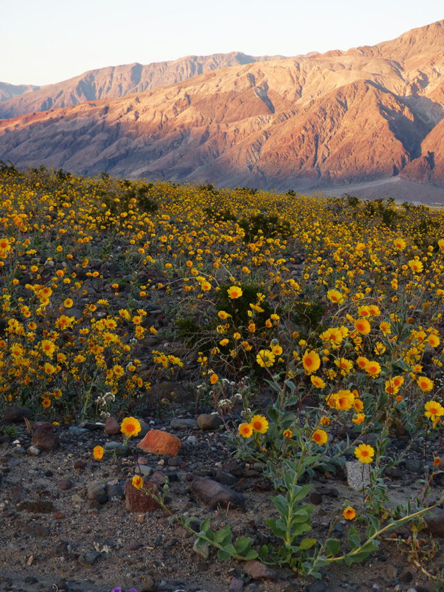 Desert wildflowers, Death Valley Nationalpark