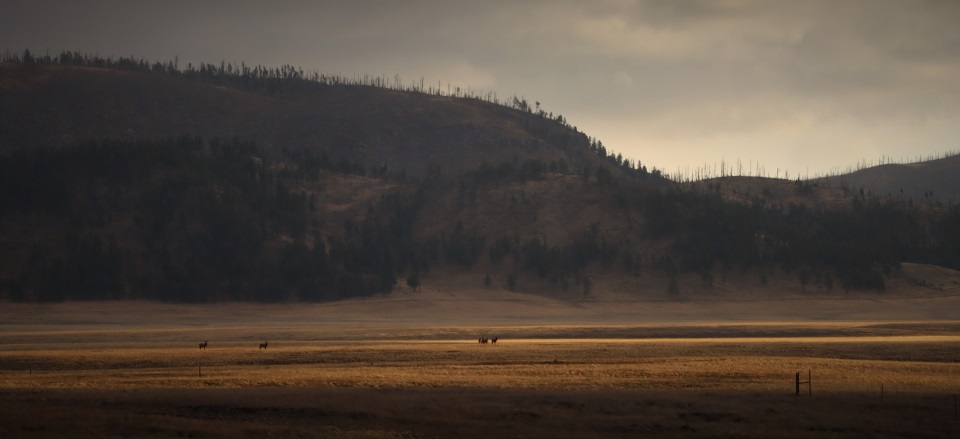 Valles Caldera Elk