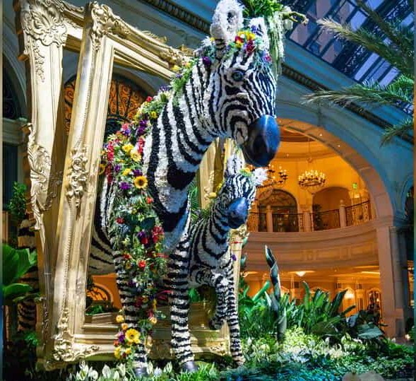 Bellagio Las Vegas Jungle of Dreams Zebra