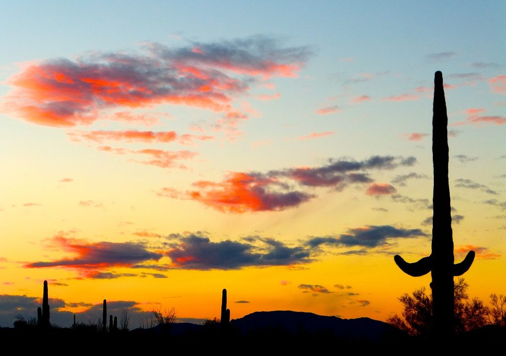Organ Pipe Cactus National Monument
