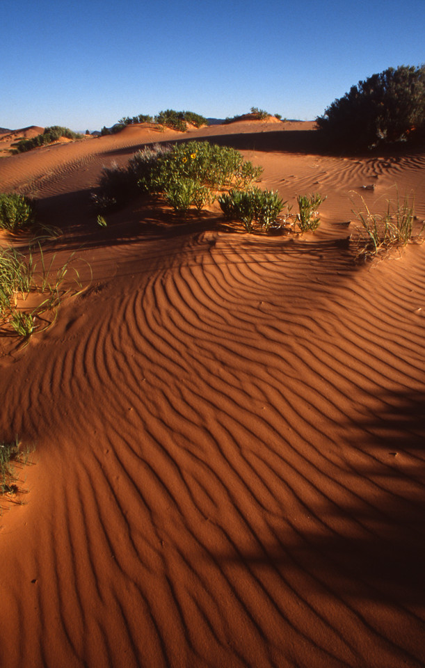 Coral Pink Sand Dunes