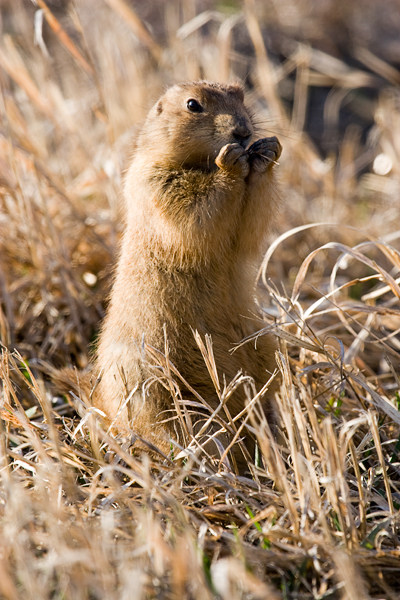 Wildlife Badlands Nationalpark