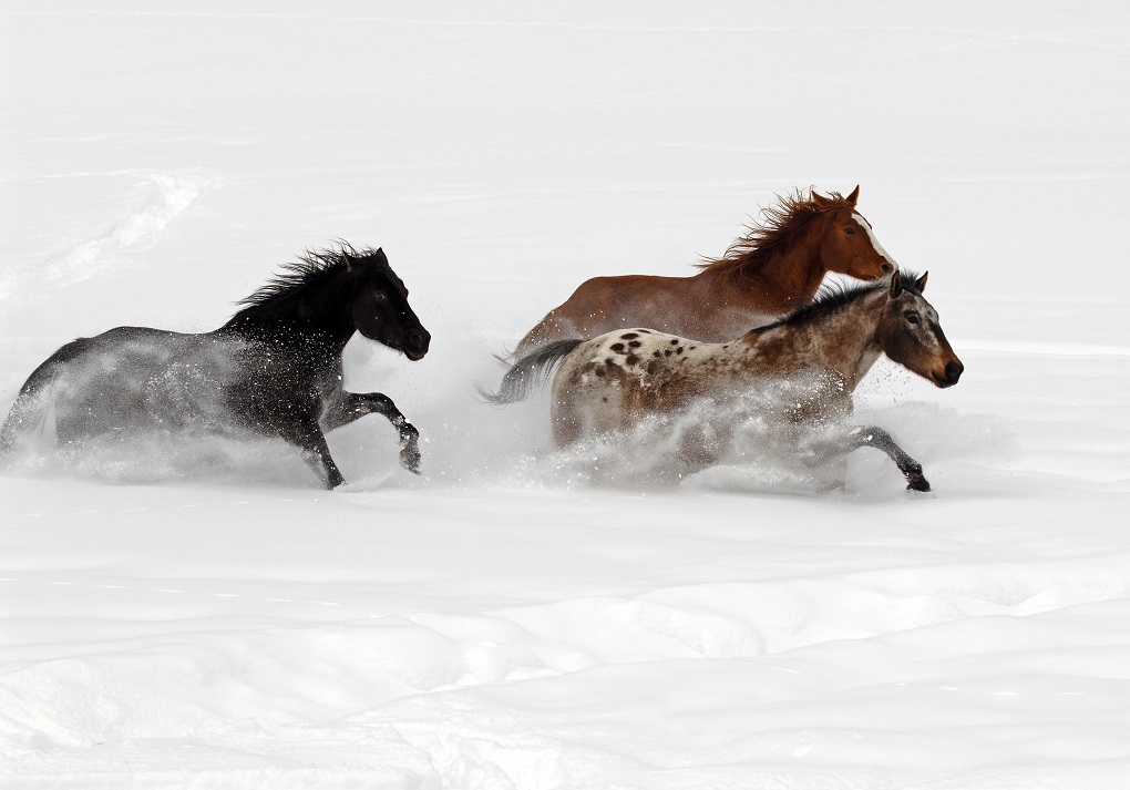 Steamboat Springs Horses in Champagne Powder
