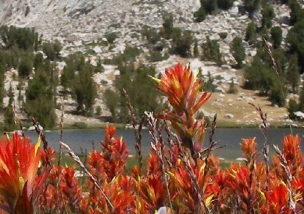 Blütenpracht in Kalifornien