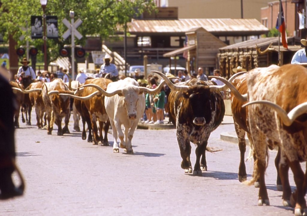 Texas Longhorns