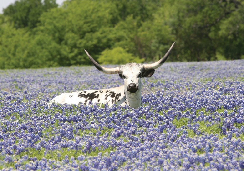 Texas Longhorn