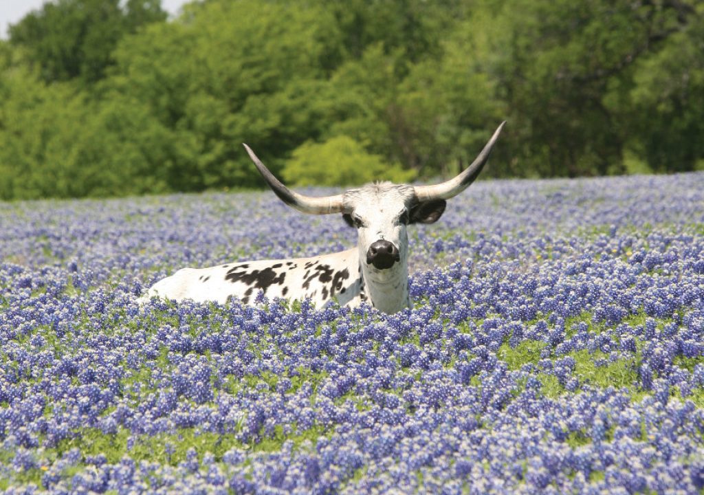 Texas Longhorns