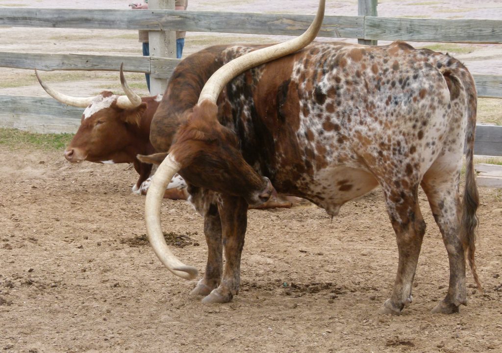 Texas Longhorn