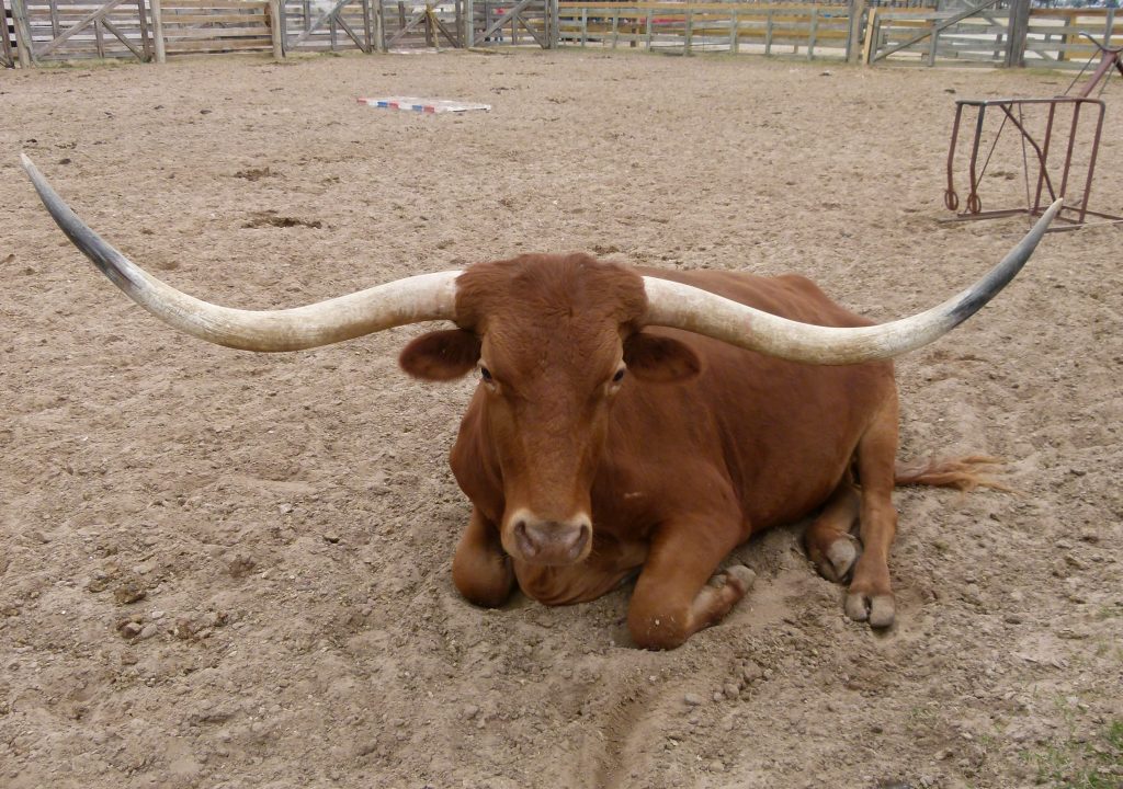 Texas Longhorn