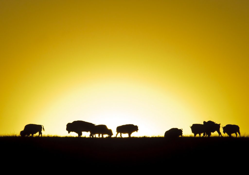 Bison, South Dakota