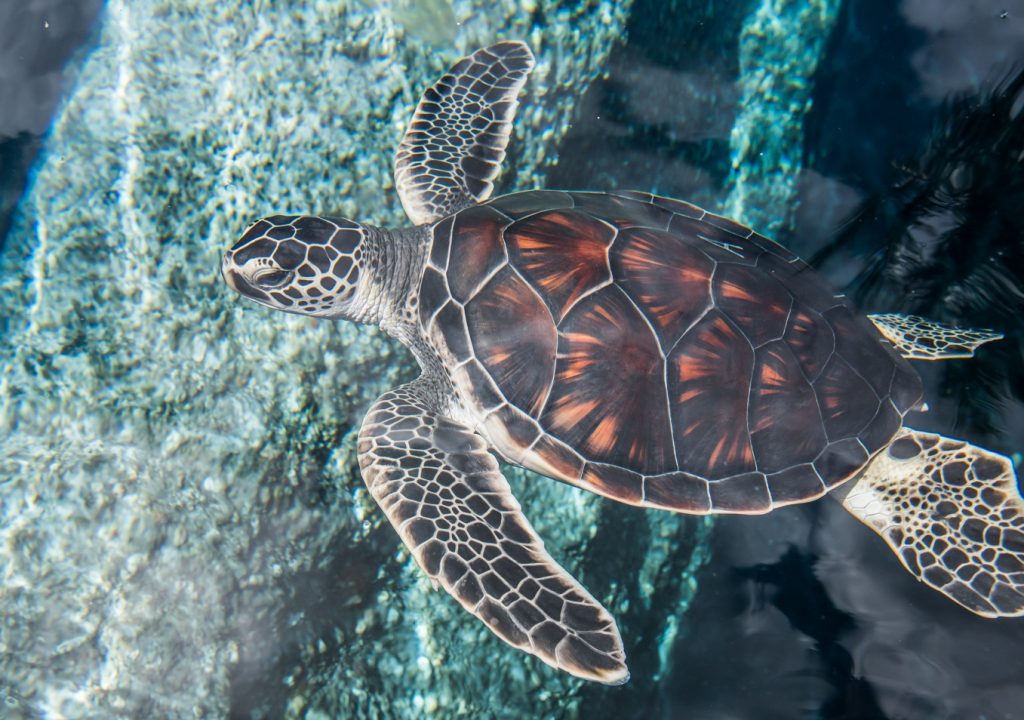 Hawaiian Green Sea Turtle