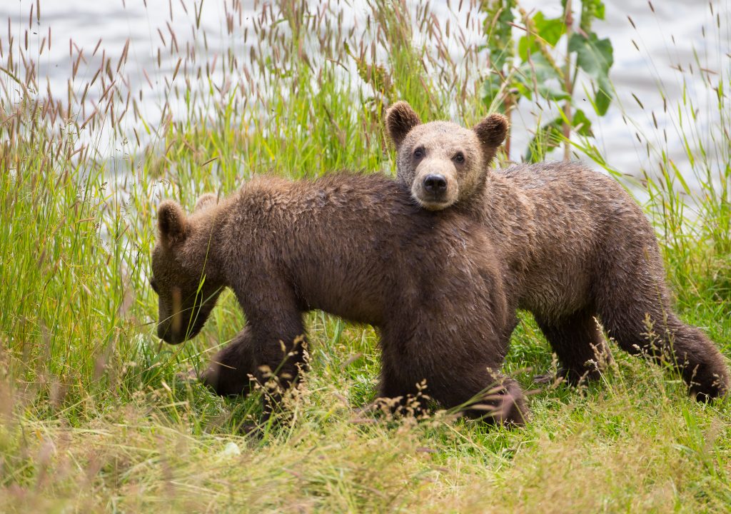 Wild und ungezähmt - Bären