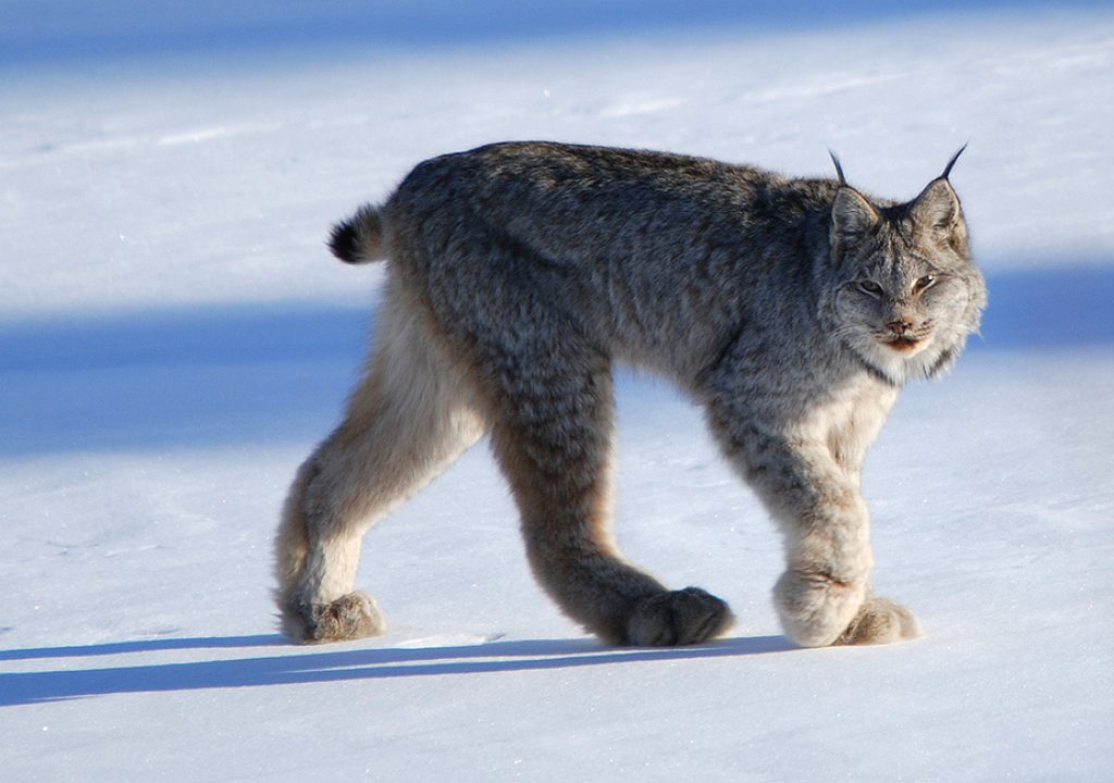 Kanadischer Luchs 